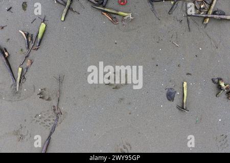 Toutes les textures trouvées près de Beach Pier Like Old Boat, Sand, Moss, Broken Concrete, Painted Metals, pavés, empreintes de pieds Banque D'Images