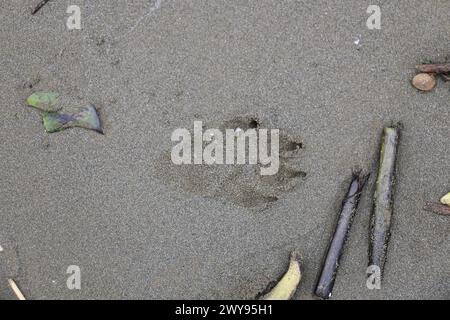 Toutes les textures trouvées près de Beach Pier Like Old Boat, Sand, Moss, Broken Concrete, Painted Metals, pavés, empreintes de pieds Banque D'Images