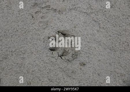 Toutes les textures trouvées près de Beach Pier Like Old Boat, Sand, Moss, Broken Concrete, Painted Metals, pavés, empreintes de pieds Banque D'Images