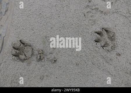 Toutes les textures trouvées près de Beach Pier Like Old Boat, Sand, Moss, Broken Concrete, Painted Metals, pavés, empreintes de pieds Banque D'Images