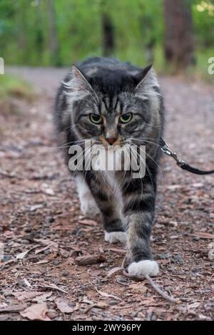 Un chat de la forêt à l'allure féroce en laisse rôde en toute confiance le long d'un sentier forestier, les yeux bloqués en avant et la patte à mi-chemin. Banque D'Images