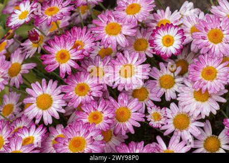 Marguerite Daisy 'Angelic Sweets' en fleur. Banque D'Images