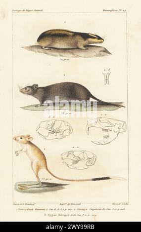 Lemming norvégien, Lemmus lemmus 1 rat vlei d'Afrique australe, Otomys irroratus 2, et jerboa à trois doigts du nord, Dipus sagitta 3. Gravure sur cuivre à pointillés couleur main par Eugène Giraud d’après une illustration de Felix-Edouard Guérin-Méneville et Édouard Traviès de Guérin-Méneville, iconographie du règne animal de George Cuvier, de George Cuvier, J. B. Baillière, Paris, 1829-1844. Banque D'Images