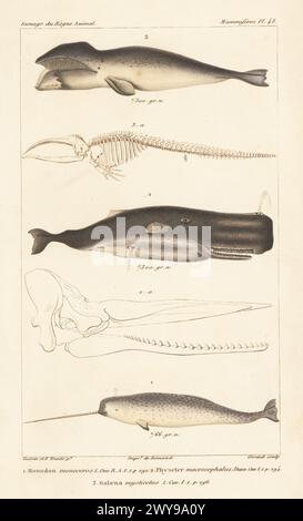 Narval, Monodon monoceros 1, cachalot ou cachalot et crâne, Physeter macrocephalus 2, et baleine boréale et squelette, Balaena mysticetus 3. Gravure sur cuivre à pointillés couleur main par Eugène Giraud d’après une illustration de Felix-Edouard Guérin-Méneville et Édouard Traviès de Guérin-Méneville, iconographie du règne animal de George Cuvier, de George Cuvier, J. B. Baillière, Paris, 1829-1844. Banque D'Images