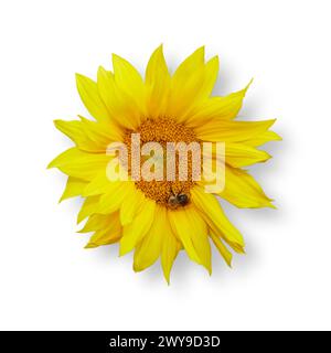 Photo isolée d'un tournesol jaune en fleurs sur fond blanc et un petit bourdon au milieu de la fleur. Banque D'Images