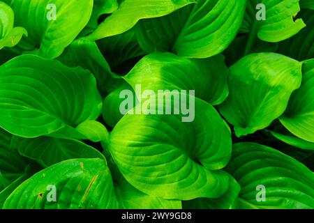 Feuilles vert vif de Hosta. Banque D'Images