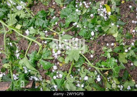 Feuillage de courge de jardin sur le sol après une tempête de grêle Banque D'Images