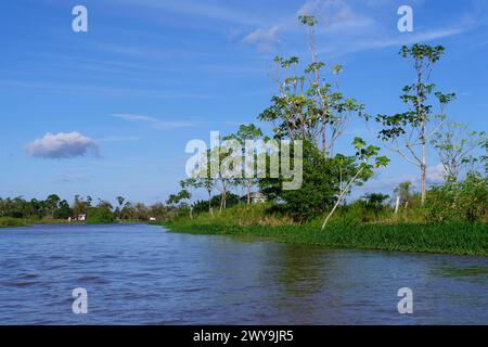 Forêt inondée sur la lagune d'Itapicuru, para State, Brésil, Amérique du Sud Copyright : G&MxTherin-Weise 1131-2004 Banque D'Images