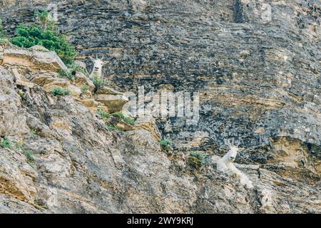 Deux chèvres de montagne assis sur des falaises rocheuses dans le parc national des glaciers Banque D'Images