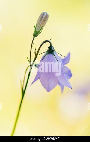 Fleur d'halieutique violette délicate sur fond jaune vif Banque D'Images