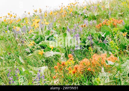 Colline de l'ouest du Montana couverte de fleurs sauvages au printemps Banque D'Images