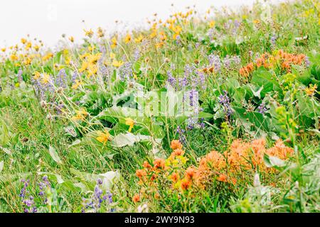 Colline de l'ouest du Montana couverte de fleurs sauvages au printemps Banque D'Images