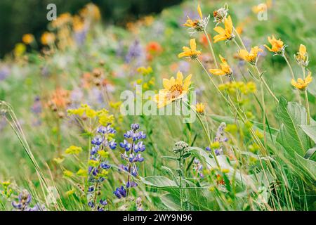 Colline de l'ouest du Montana couverte de fleurs sauvages au printemps Banque D'Images