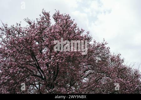 vue large sur les grandes fleurs d'arbres de magnolia rose et le ciel Banque D'Images