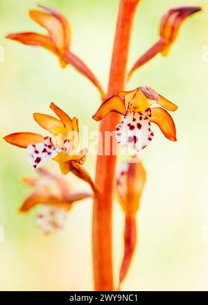 Plan macro de fleur sauvage d'orchidée coralroot tachetée dans le Montana Banque D'Images