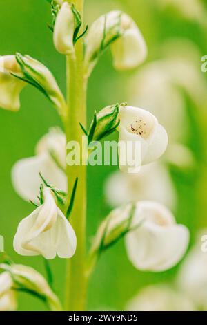 Plan macro de fleurs de lousewort blanc sur fond vert doux Banque D'Images