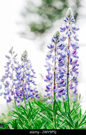 Gros plan macro de lupin violet dans la forêt avec bokeh Banque D'Images