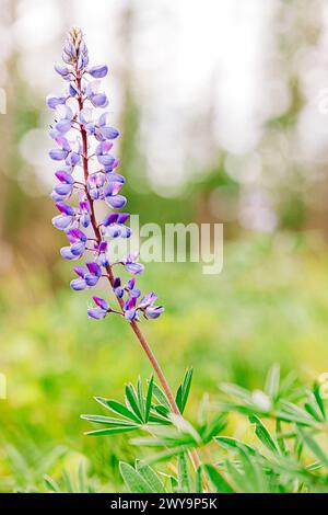 Photo macro rêveuse de fleurs sauvages lupin violettes poussant dans la forêt Banque D'Images