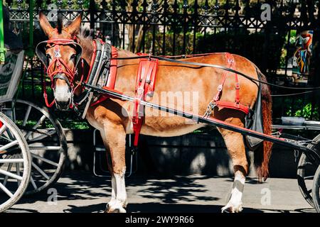 Calèche tirée par des chevaux dans le quartier français, Nouvelle-Orléans Banque D'Images