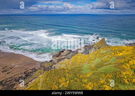 Sunnyside Beach Cullen Aberdeenshire Écosse la plage de rochers et de sable la mer bleu vert et les fleurs de gorse jaunes au printemps Banque D'Images
