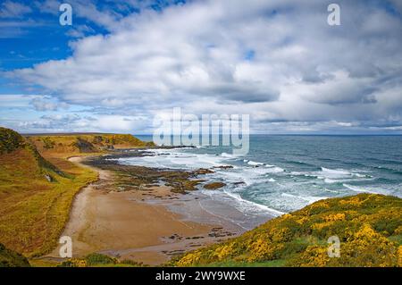 Sunnyside Beach Cullen Aberdeenshire Écosse vue sur la plage la mer et la gorge jaune au printemps Banque D'Images