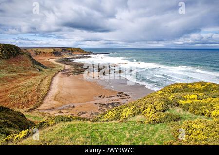 Sunnyside Beach Cullen Aberdeenshire Écosse vue sur la plage de roche et de sable la mer et la gorge jaune au printemps Banque D'Images