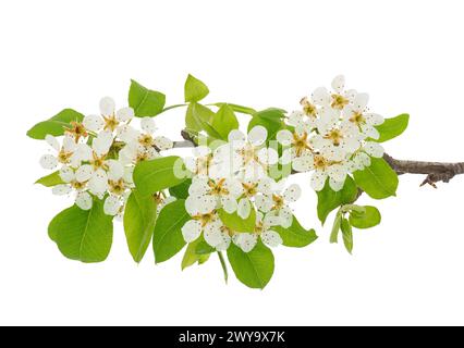 Branche de poire commune en fleurs isolée sur fond blanc, Pyrus communis Banque D'Images