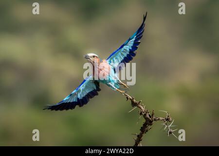 Lilac-breasted roller décolle à l'épineuse branch Banque D'Images