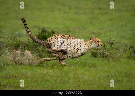 Les guépards femelles traversent les flaques d'eau de la savane Banque D'Images