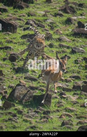 La femelle guépard chasse l'Impala sur une pente rocheuse Banque D'Images