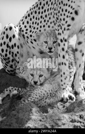 Les petits de la mono reposent sur la muette sous la guépard Banque D'Images