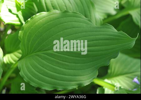 Elisabeth Hosta à feuilles vertes de taille moyenne avec des bords ondulés pousse dans une bordure florale dans un jardin en mai Banque D'Images