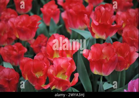 Les tulipes rouge et jaune (Tulipa) égaler la fleur dans un jardin en avril Banque D'Images
