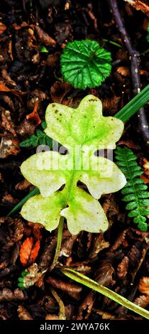 Une seule feuille repose sur le sol boisé au milieu du feuillage et des arbres Banque D'Images