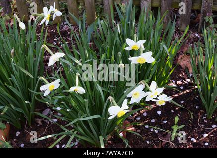 Jonquilles blanches et clôture en bois Banque D'Images