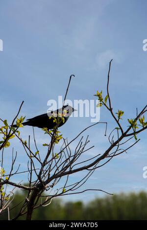 Une photo verticale d'un oiseau noir perché sur une branche d'arbre Banque D'Images