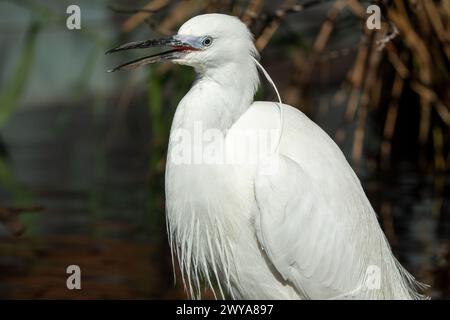 Gracieuse petite aigrette debout dans l'habitat naturel Banque D'Images