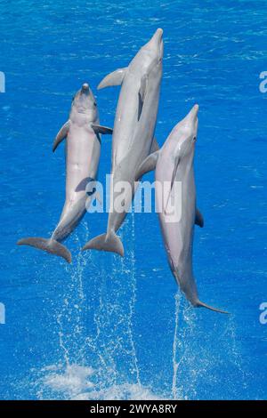 Dynamiques dauphins à bec large de l'Atlantique sautant dans la mer Banque D'Images