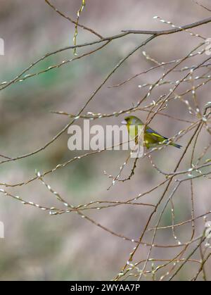 Greenfinch en vol Banque D'Images