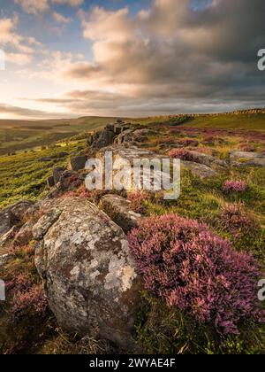 Floraison de bruyère sur Carhead Rocks alors que le soleil se couche sur une soirée d'été, regardant vers Stanage Edge. Banque D'Images