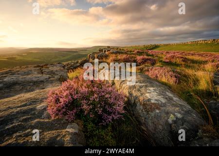 Floraison de bruyère sur Carhead Rocks alors que le soleil se couche sur une soirée d'été. Banque D'Images