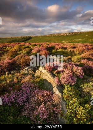 Une vue sur la bruyère fleurie de Carhead Rocks vers Stanage Edge lors d'une soirée d'été. Banque D'Images