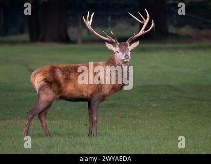 Cerf élaphe Banque D'Images