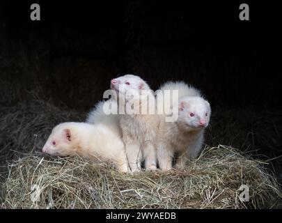 Furets assis sur de la paille Banque D'Images