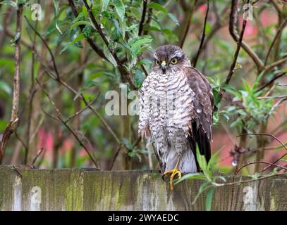 Sparrowhawk dans le jardin assis sur la clôture sous la pluie Banque D'Images