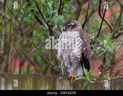 Sparrowhawk dans le jardin assis sur la clôture sous la pluie Banque D'Images