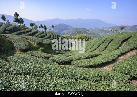 Vue imprenable sur les plantations de thé dans le canton de Meishan qui s'étend sur des collines ondulantes au ciel bleu clair Banque D'Images