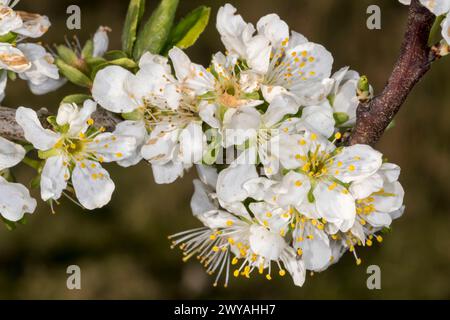 Floraison printanière sur un prunier, Prunus domestica 'Burbank Giant Prune'. Banque D'Images