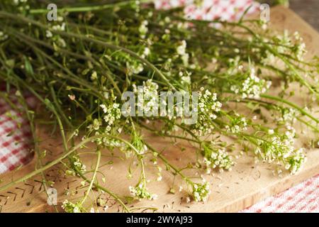 Fleur de bourse de berger herbe sur une table - ingrédient pour teinture Banque D'Images