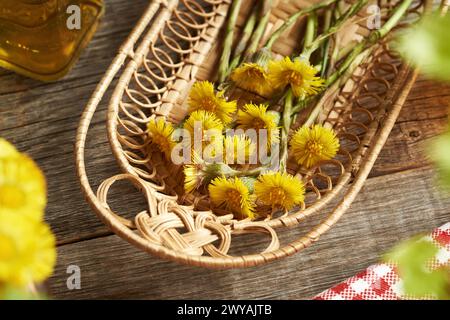 Fleurs fraîches Coltsfoot ou Tussilago récoltées au printemps - ingrédient pour la tisane Banque D'Images
